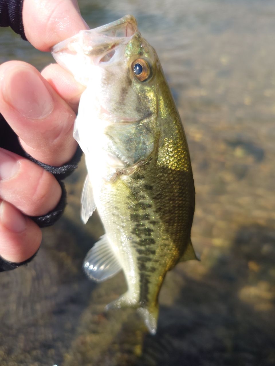 ラージマウスバス