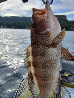 オオモンハタの釣果