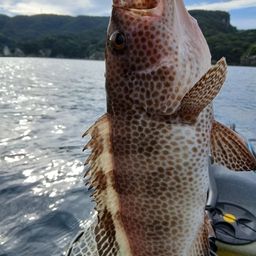 オオモンハタ