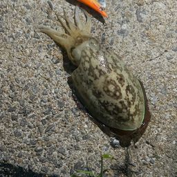 コウイカ