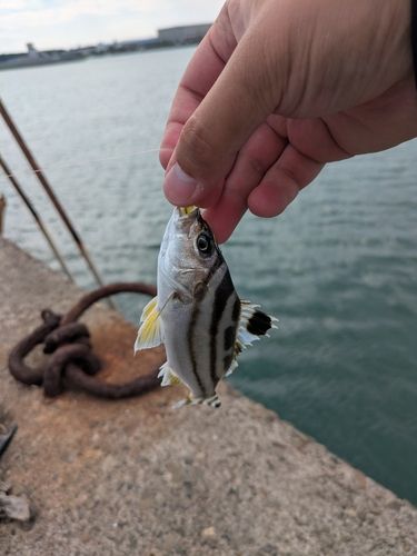 クロホシフエダイの釣果