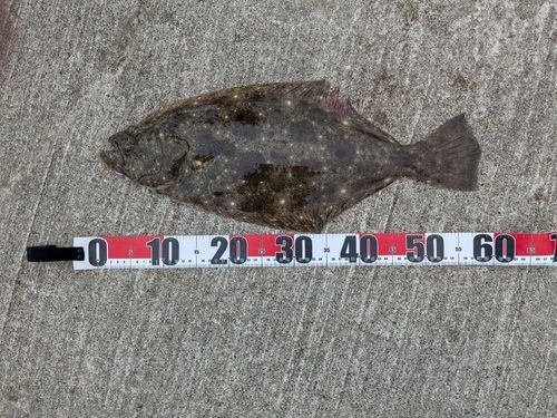 ヒラメの釣果