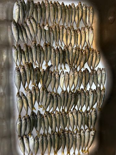 若洲海浜公園海釣り施設