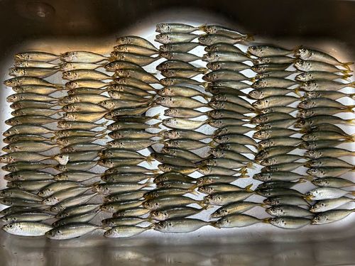 マルアジの釣果