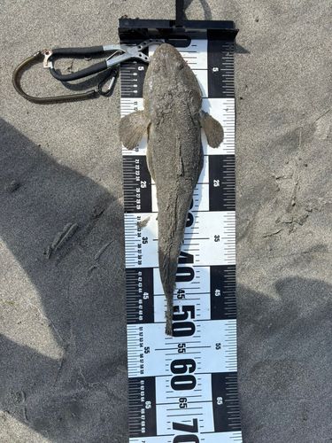 マゴチの釣果