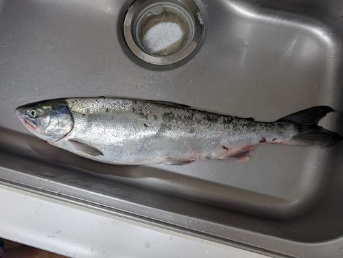 サケの釣果