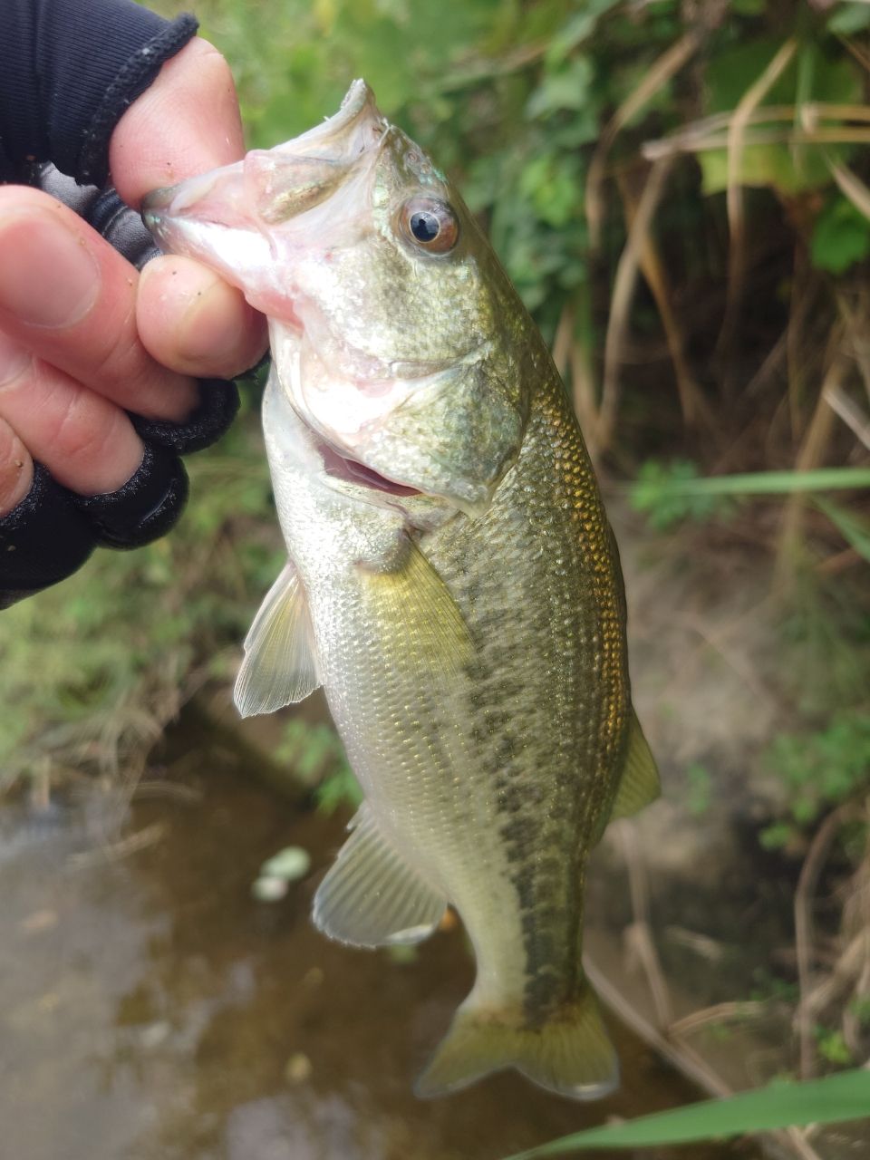 ラージマウスバス