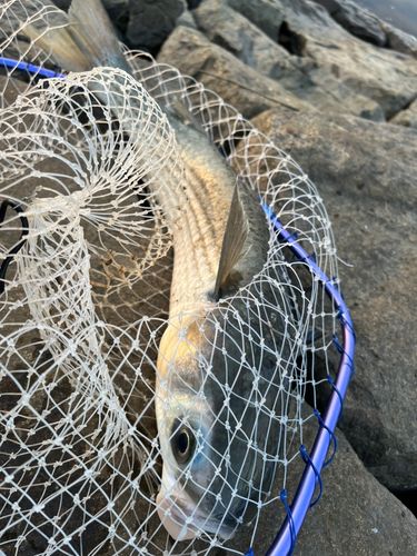 ボラの釣果