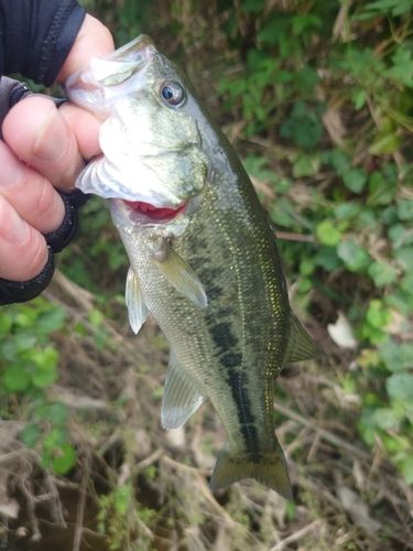 ラージマウスバスの釣果