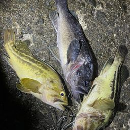 クロソイ