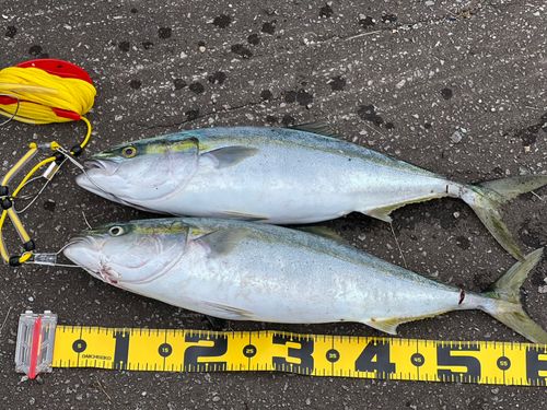イナダの釣果