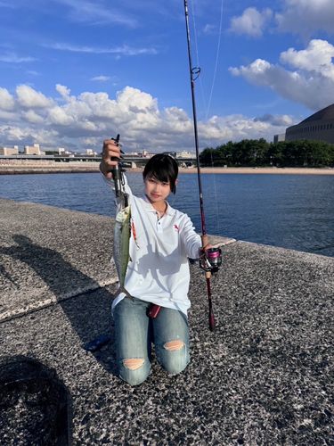 サゴシの釣果