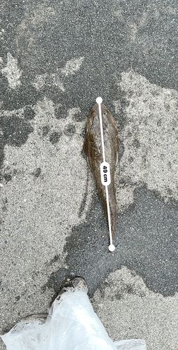 相馬沖