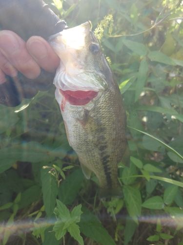 ラージマウスバスの釣果