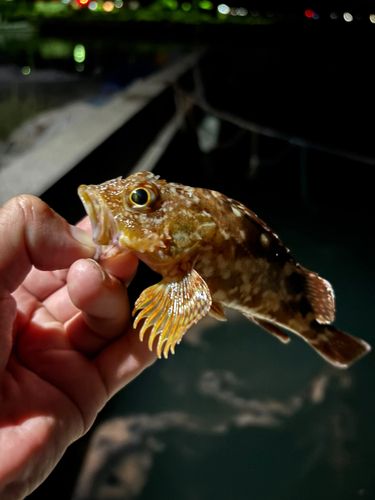 ガシラの釣果