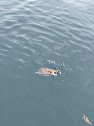 モンゴウイカの釣果