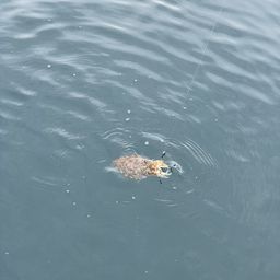 モンゴウイカ