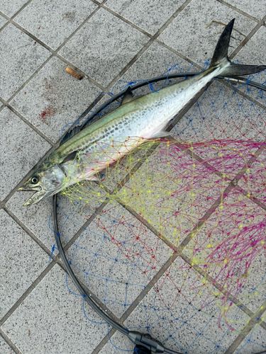 サゴシの釣果
