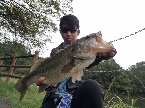 ラージマウスバスの釣果