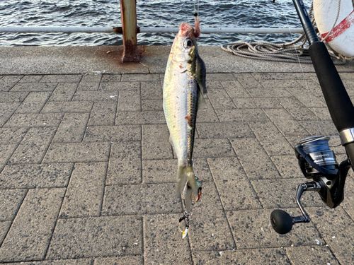 コノシロの釣果