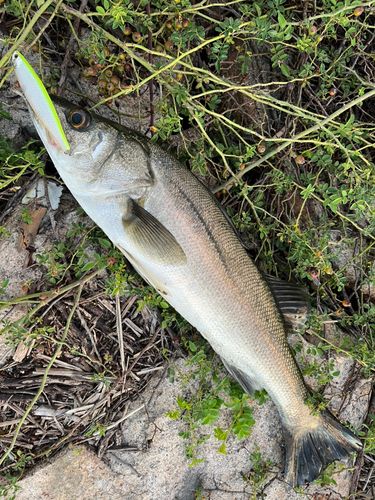 セイゴ（マルスズキ）の釣果