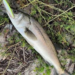 セイゴ（マルスズキ）