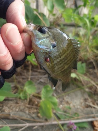 ブルーギルの釣果