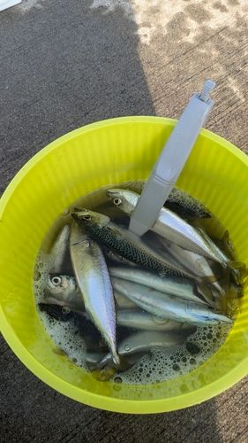 釣果