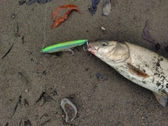 ウグイの釣果