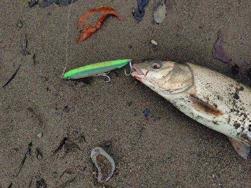 ウグイの釣果