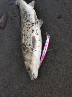 ウグイの釣果