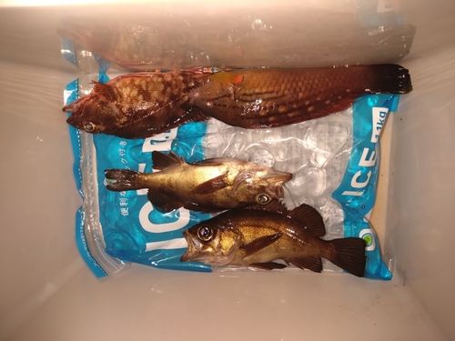 カサゴの釣果