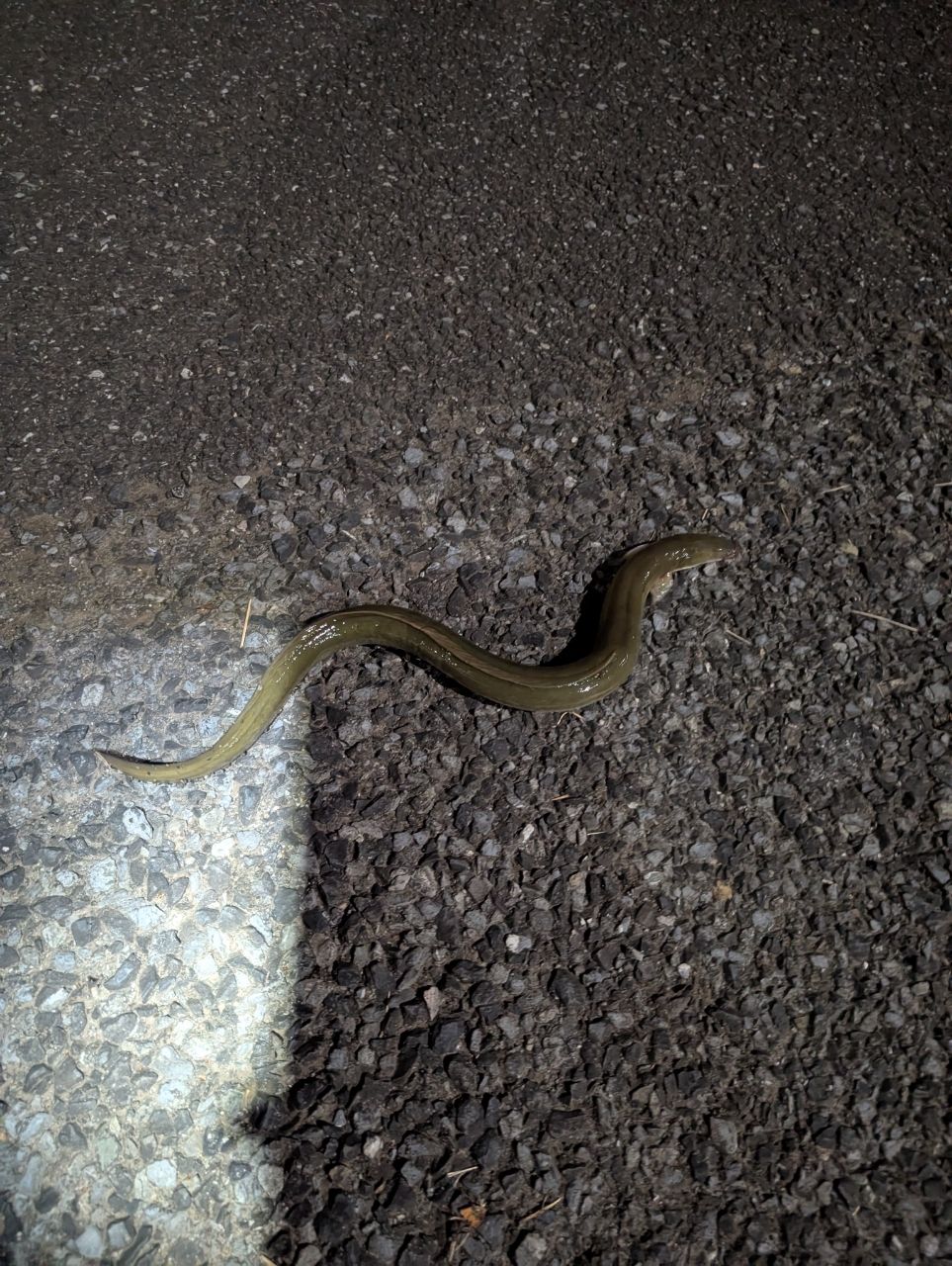 ウナギ