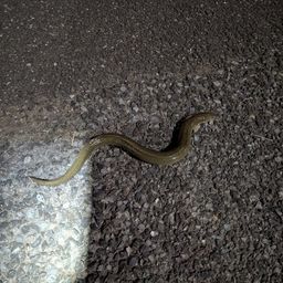 ウナギ