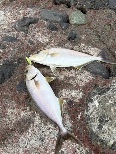 伊豆大島