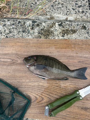 メジナの釣果