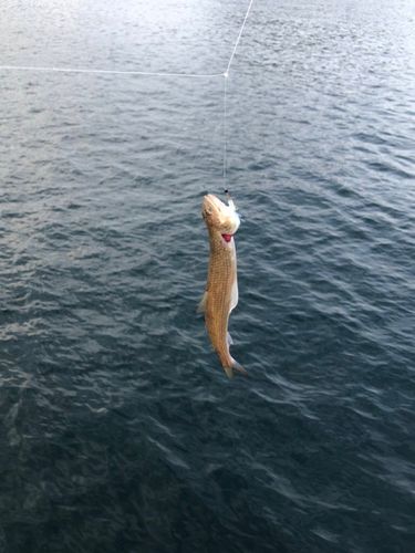 エソの釣果