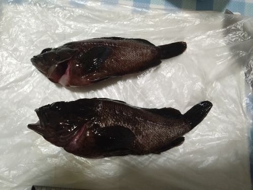 ムラソイの釣果