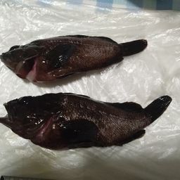 ムラソイ