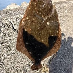 イシガレイ