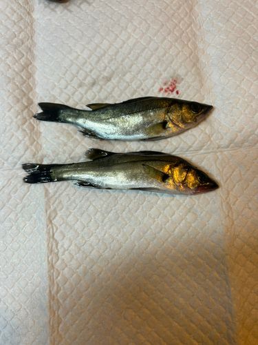 セイゴ（ヒラスズキ）の釣果