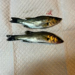 セイゴ（ヒラスズキ）