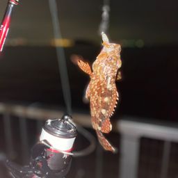 カサゴ