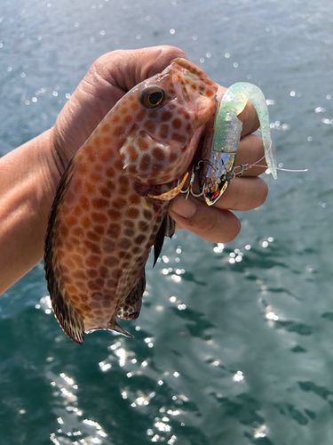オオモンハタの釣果