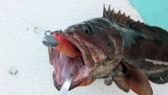 オオモンハタの釣果