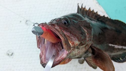 オオモンハタの釣果