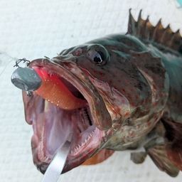 オオモンハタ