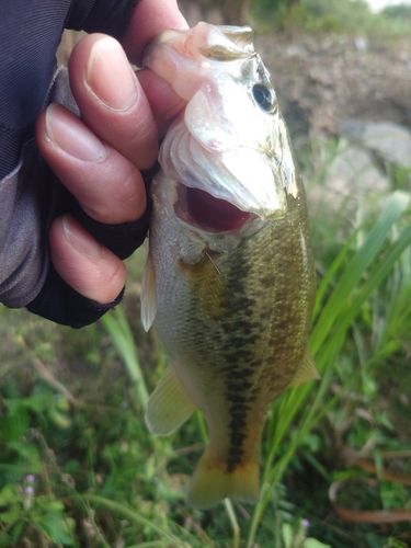 ラージマウスバスの釣果