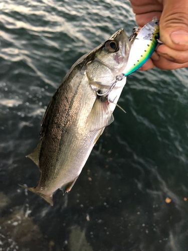 セイゴ（マルスズキ）の釣果