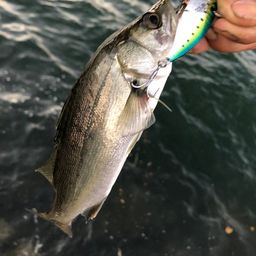 セイゴ（マルスズキ）